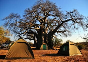 Visitors to the Singo Tented Camp enjoy the experience of spending a night in a tent under the towering baobab trees Photo: Lucas Ledwaba/Mukurukuru Media