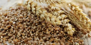 Small scale grain producers are set to benefit from a R23million government cash injection. Photo. CSPI