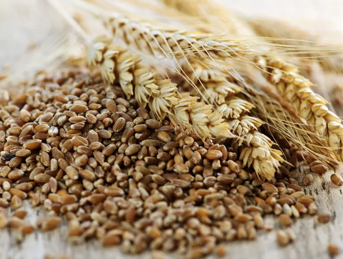Small scale grain producers are set to benefit from a R23million government cash injection. Photo. CSPI