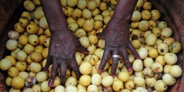Indigenous crops like  marula are set to benefit from new government policy. Photo: Lucas Ledwaba/Mukurukuru Media