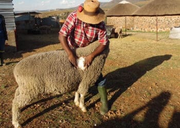Smallholder sheep farmers are benefitting from selling wool. Photo. World Bank