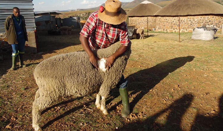 Smallholder sheep farmers are benefitting from selling wool. Photo. World Bank