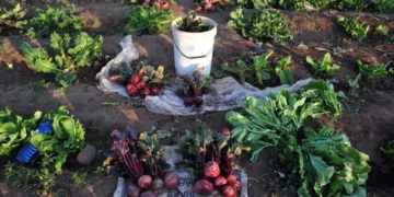 SMEs in the agriculture sector say they are eager to grow their presence in global markets, but producers say they continue to face steep financial and technical barriers that make export participation difficult. Photo. Lucas Ledwaba\Mukurukuru Media