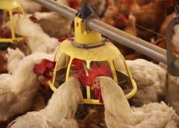 Local processors say retailers are making more enquiries as import uncertainty grows.