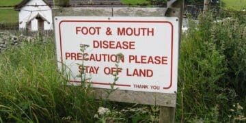 A locally developed point-of-care diagnostic test for foot and mouth disease (FMD) is expected to strengthen business continuity in South Africa’s livestock sector. Photo. Stellenbosch University