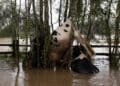 Smallholder farmers are counting heavy losses as floods and persistent rains submerge livestock kraals across parts of Limpopo.
Photo: The Guardian