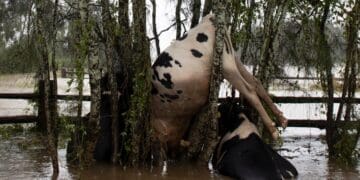 Smallholder farmers are counting heavy losses as floods and persistent rains submerge livestock kraals across parts of Limpopo.
Photo: The Guardian