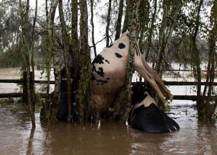 Smallholder farmers are counting heavy losses as floods and persistent rains submerge livestock kraals across parts of Limpopo.
Photo: The Guardian