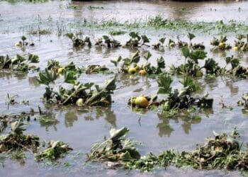 Farmers battle rising waters and losses as heavy rains damage fields and livelihoods. Photo: Steffen Schneider