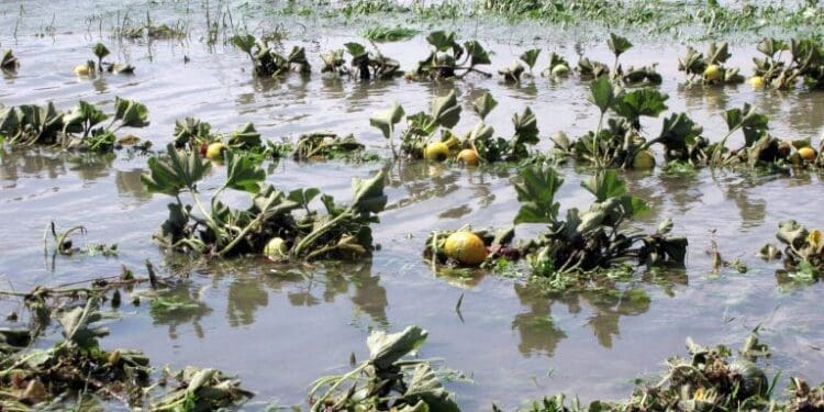 Farmers battle rising waters and losses as heavy rains damage fields and livelihoods. Photo: Steffen Schneider