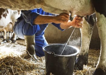 Milk production drops as the foot-and-mouth outbreak pushes prices higher. Photo: allaboutfeed.net
