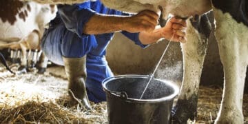 Milk production drops as the foot-and-mouth outbreak pushes prices higher. Photo: allaboutfeed.net