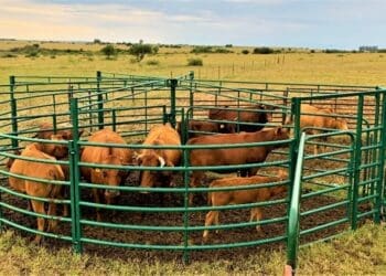 Cattle farmers in affected provinces are holding animals longer as foot-and-mouth disease movement controls continue to restrict market access.