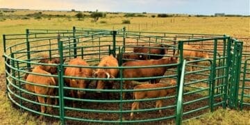 Cattle farmers in affected provinces are holding animals longer as foot-and-mouth disease movement controls continue to restrict market access.