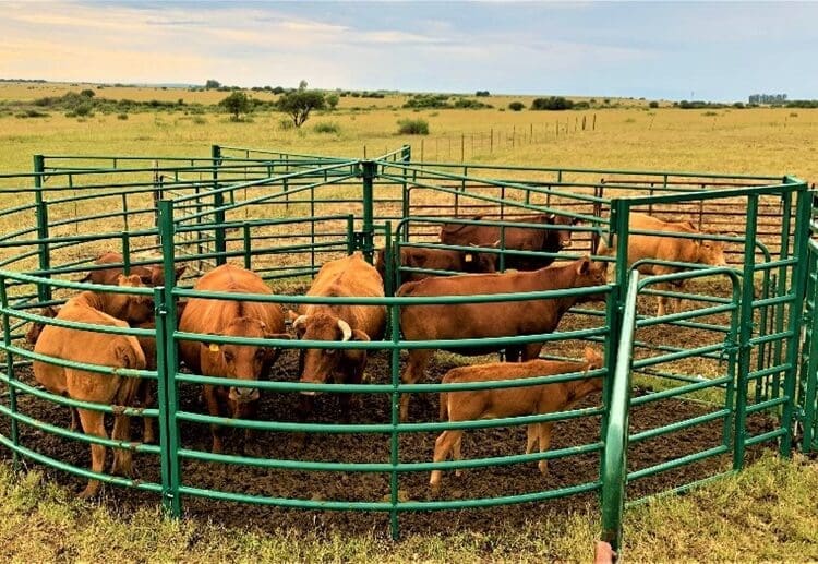Cattle farmers in affected provinces are holding animals longer as foot-and-mouth disease movement controls continue to restrict market access.