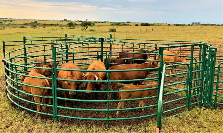 Cattle farmers in affected provinces are holding animals longer as foot-and-mouth disease movement controls continue to restrict market access.
