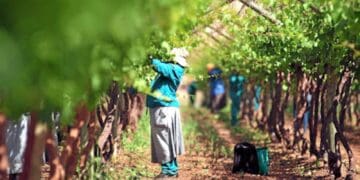 The table grape and raisin industry is preparing for the 2026 harvest season. Photo. Lucas Ledwaba\Mukurukuru Media