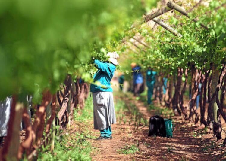 The table grape and raisin industry is preparing for the 2026 harvest season. Photo. Lucas Ledwaba\Mukurukuru Media