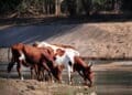 Livestock stokvels are taking off as people seek to escape the cost of rising food prices. Photo. Lucas Ledwaba\Mukurukuru Media