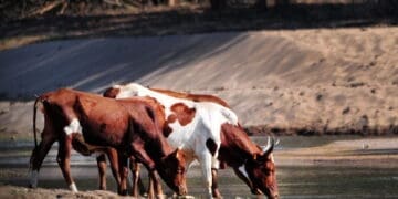 Livestock stokvels are taking off as people seek to escape the cost of rising food prices. Photo. Lucas Ledwaba\Mukurukuru Media