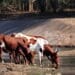 Livestock stokvels are taking off as people seek to escape the cost of rising food prices. Photo. Lucas Ledwaba\Mukurukuru Media