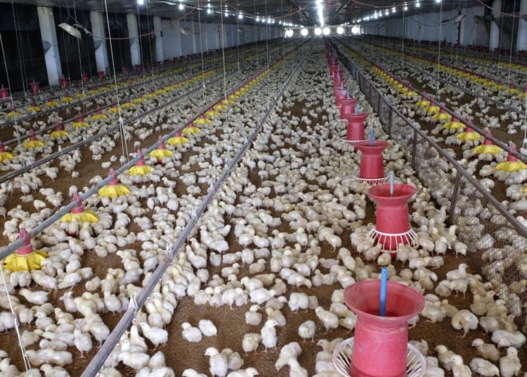 Small-scale poultry farmers are set to benefit from a Rainbow Chicken initiative that includes the handing out of 100 chicks to boost their businesses. Photo. Wikipedia