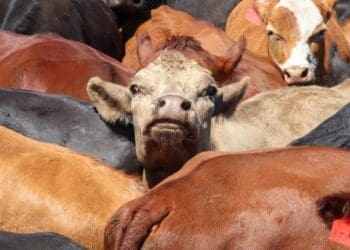 SA livestock face export restrictions from neighbouring
countries amid the foot-and-mouth disease outbreak. Photo:
doagov_za