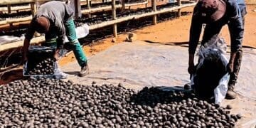 Ndzilo Charcoal Briquettes production process, preparing for packaging before being supplied to retail markets. Photo: Ndzilo Charcoal Briquettes