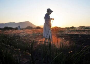 An initiative by the North West Department of Agriculture and Rural Development is helping women subsistence farmers to move into small scale commercial farmers. Photo. Lucas Ledwaba\Mukurukurur Media