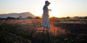 An initiative by the North West Department of Agriculture and Rural Development is helping women subsistence farmers to move into small scale commercial farmers. Photo. Lucas Ledwaba\Mukurukurur Media