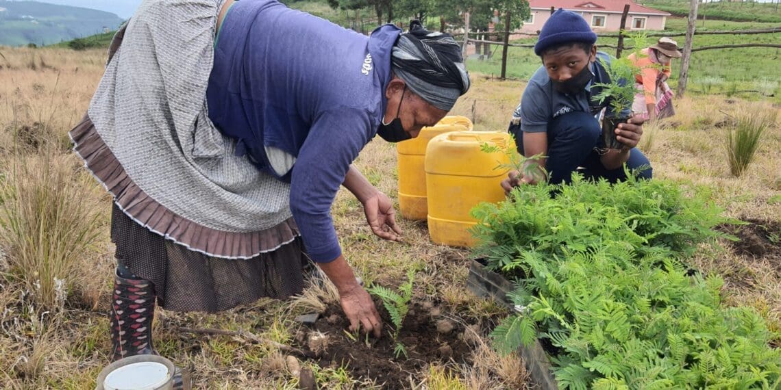 In South Africa’s rural heartlands, the forestry sector is often regarded as a quiet economic engine, supporting jobs, small businesses, and local livelihoods. Photo; SA Foresty