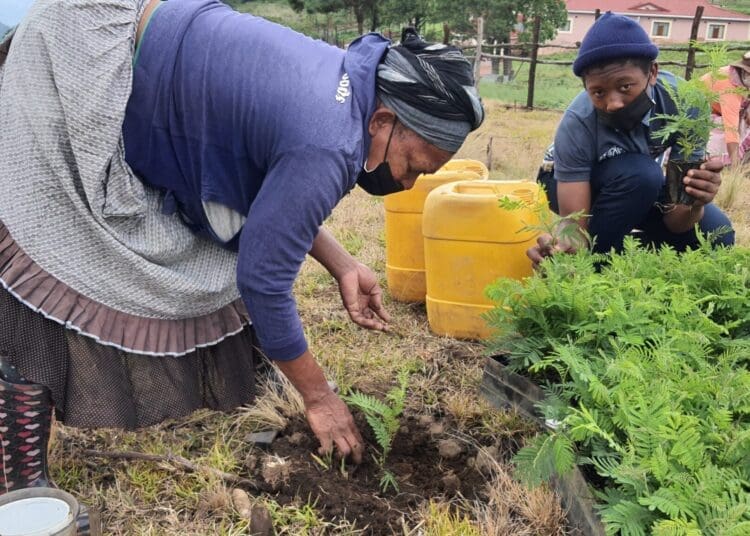 In South Africa’s rural heartlands, the forestry sector is often regarded as a quiet economic engine, supporting jobs, small businesses, and local livelihoods. Photo; SA Foresty