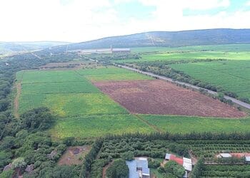 Farmland in Tekwane, where South Africa’s first hybrid rice pilot project is expected to be tested as part of a partnership between government and researchers.