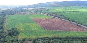 Farmland in Tekwane, where South Africa’s first hybrid rice pilot project is expected to be tested as part of a partnership between government and researchers.