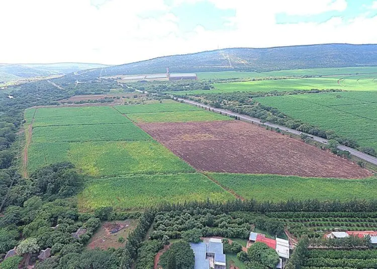Farmland in Tekwane, where South Africa’s first hybrid rice pilot project is expected to be tested as part of a partnership between government and researchers.
