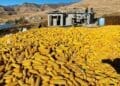 Farmers are saying the cost of farming is becoming harder to manage, with fuel, fertiliser, transport, and production inputs continuing to rise