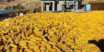 Farmers are saying the cost of farming is becoming harder to manage, with fuel, fertiliser, transport, and production inputs continuing to rise