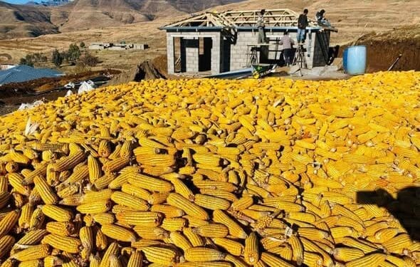 Farmers are saying the cost of farming is becoming harder to manage, with fuel, fertiliser, transport, and production inputs continuing to rise