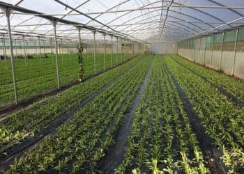 Bitterleaf is not a mainstream staple crop, but its cultivation and sale have proven profitable for specialised small-scale farmers