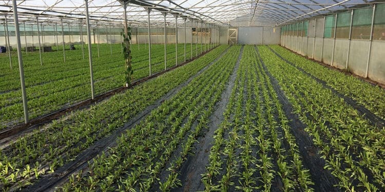 Bitterleaf is not a mainstream staple crop, but its cultivation and sale have proven profitable for specialised small-scale farmers