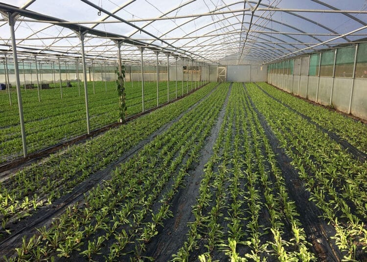 Bitterleaf is not a mainstream staple crop, but its cultivation and sale have proven profitable for specialised small-scale farmers