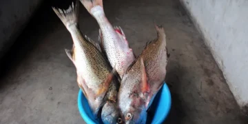 Eastern Cape fishermen aim to take their catch to European markets, Photo. Lucas Ledwaba\Mukurukuru Media