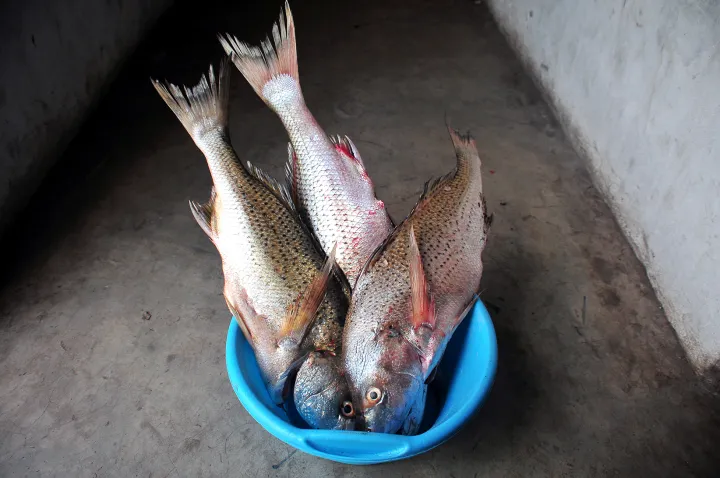 Eastern Cape fishermen aim to take their catch to European markets, Photo. Lucas Ledwaba\Mukurukuru Media
