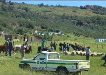 Stock theft and robberies are crippling SMEs and farmers.