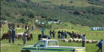 Stock theft and robberies are crippling SMEs and farmers.