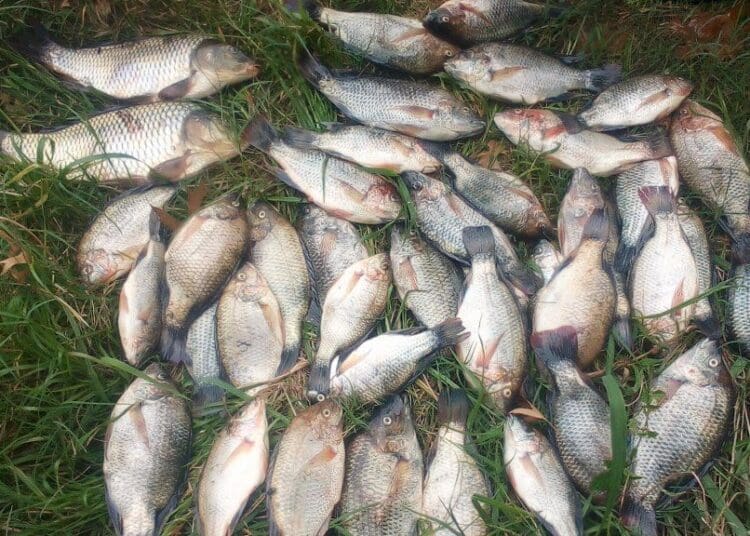 Floodwaters in the Vhembe region of Limpopo have presented entrepreneurs with an opportunity to cash in