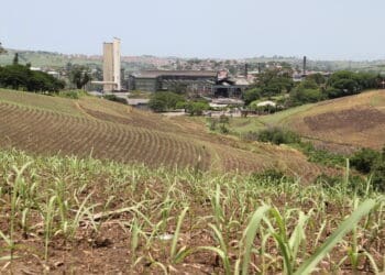 Small-scale sugarcane farmers in KwaZulu-Natal have welcomed the reopening of the Gledhow Sugar Mill in KwaDukuza. Photo .Gledhow Sugar Mill