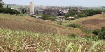 Small-scale sugarcane farmers in KwaZulu-Natal have welcomed the reopening of the Gledhow Sugar Mill in KwaDukuza. Photo .Gledhow Sugar Mill