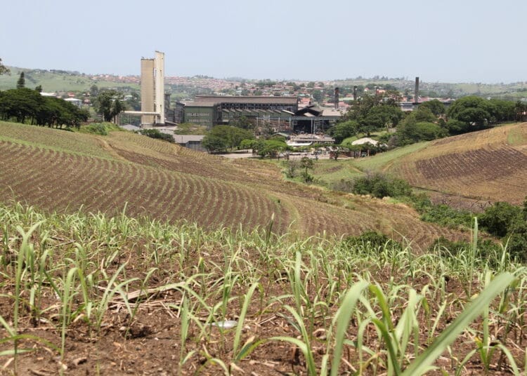 Small-scale sugarcane farmers in KwaZulu-Natal have welcomed the reopening of the Gledhow Sugar Mill in KwaDukuza. Photo .Gledhow Sugar Mill