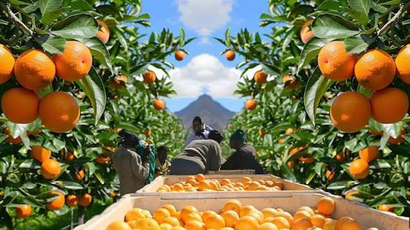 Citrus growers prepare fruit for export ahead of a promising 2026 season.
Photo:XploreZA